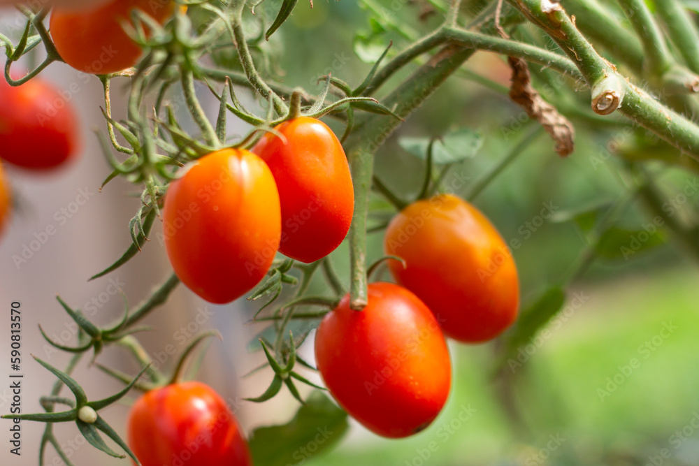 Ripe red tomatoes on a branch growing in a greenhouse. Blurred background and copy space.