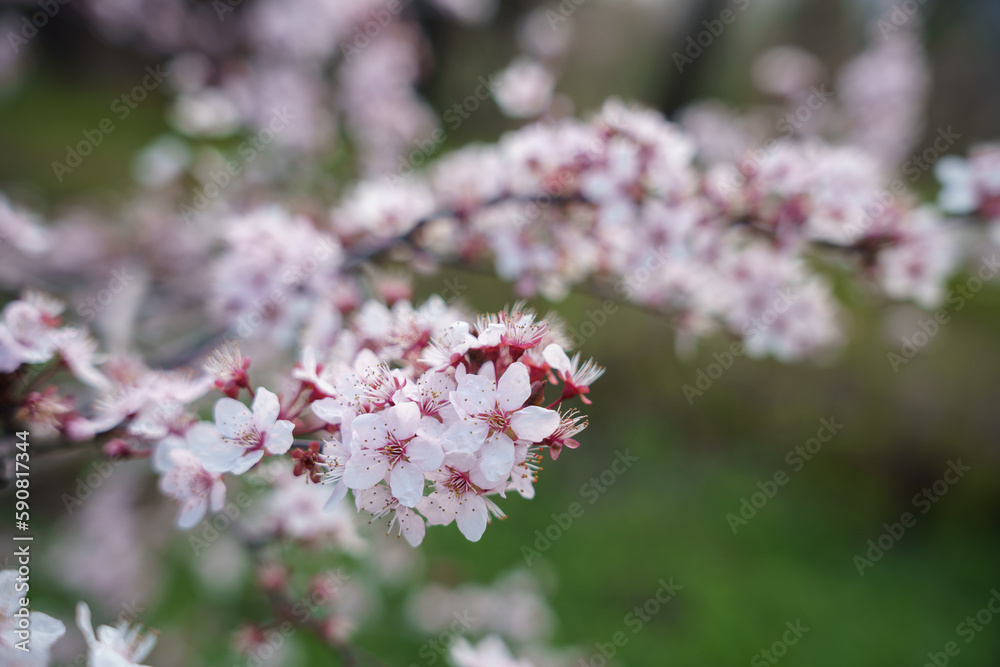 pink blossom flowers in spring