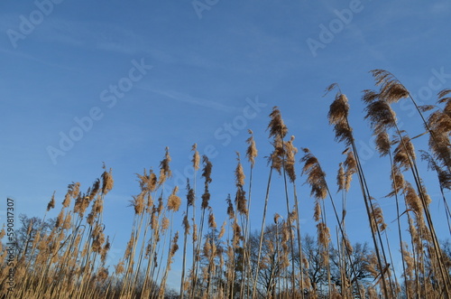 Suche wysokie trawy na tle błękitnego nieba photo