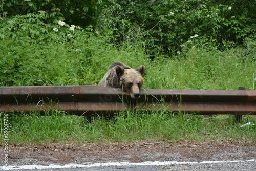 Brown bear in Transfagarasan Romania