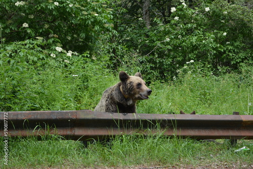 Brown bear in Transfagarasan Romania