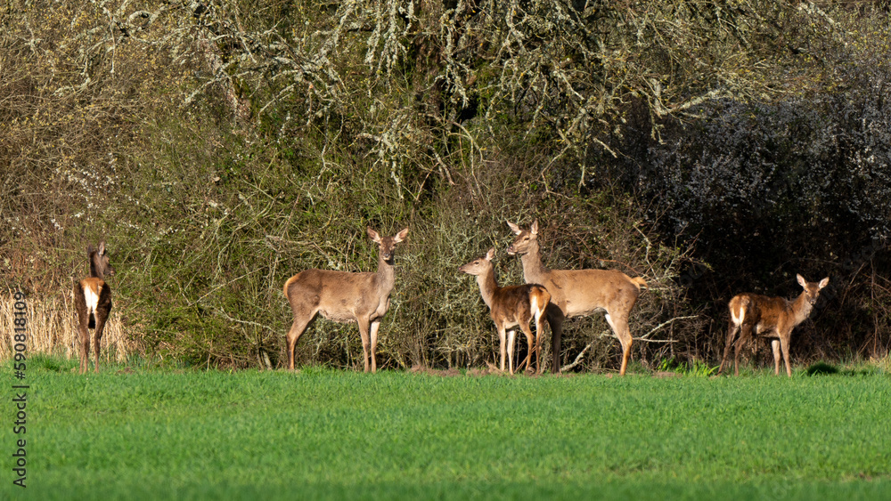 Cerf élaphe, Cervus elaphus, biche, Sologne, Loir et Cher, région Centre Val de Loire, 41, France Cerf élaphe, Cervus elaphus, biche, Sologne, Loir et Cher, région Centre Val de Loire, 41, France
