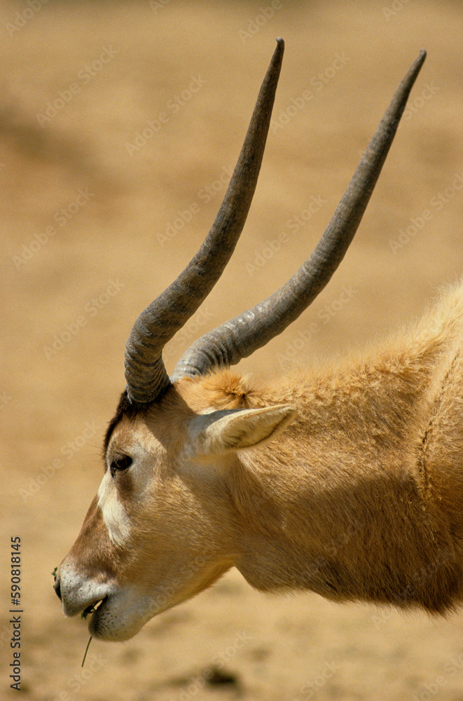 Fototapeta premium Addax, addax nasomaculatus
