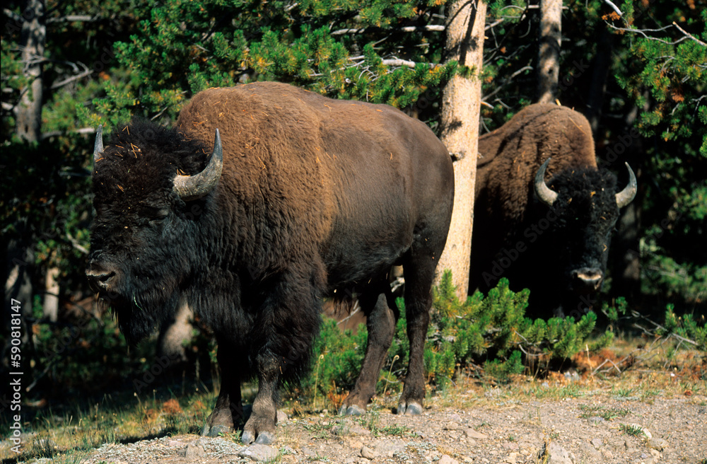 Bison d'Amérique, Parc national du Yellowstone, USA, Bison d'Amérique, Parc national du Yellowstone, USA,