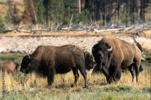 Bison d'Amérique, Parc national du Yellowstone, USA,