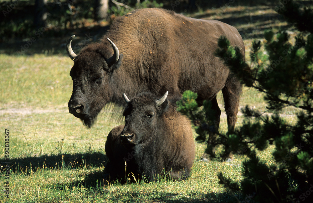 Bison d'Amérique, Parc national du Yellowstone, USA, Bison d'Amérique, Parc national du Yellowstone, USA,
