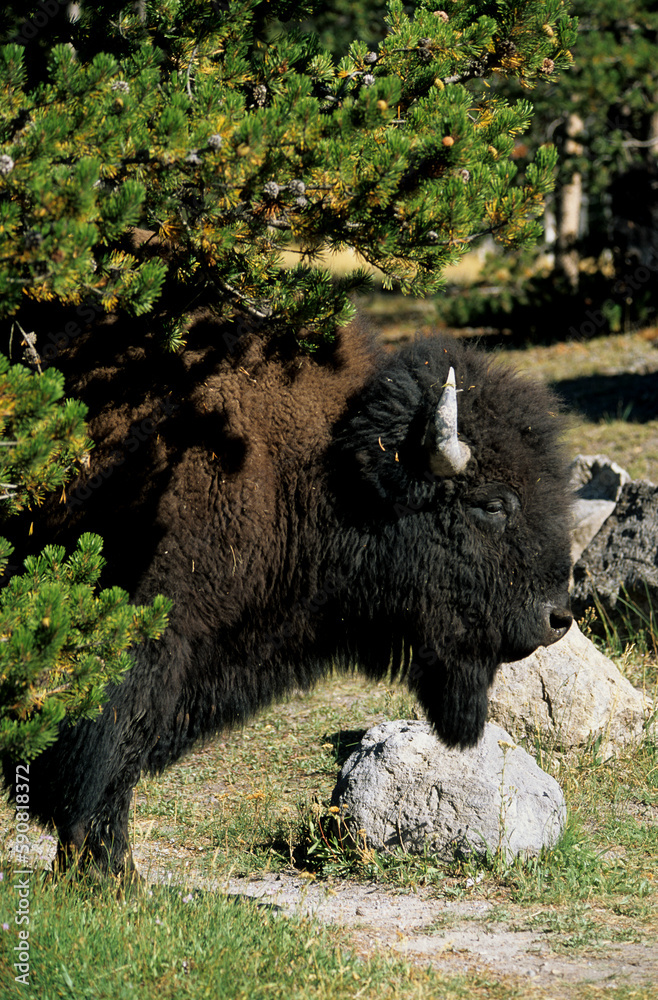 Bison d'Amérique, Parc national du Yellowstone, USA, Bison d'Amérique, Parc national du Yellowstone, USA,
