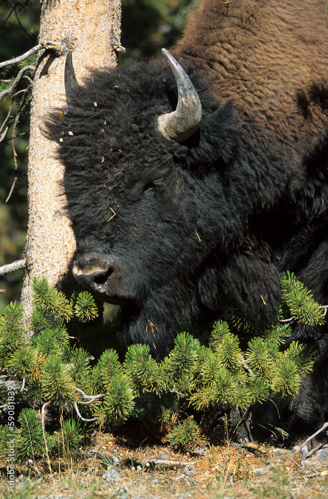 Bison d'Amérique, Parc national du Yellowstone, USA, Bison d'Amérique, Parc national du Yellowstone, USA,