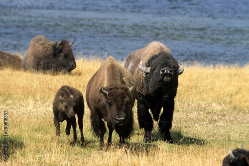Bison d'Amérique, Parc national du Yellowstone, USA, © JAG IMAGES