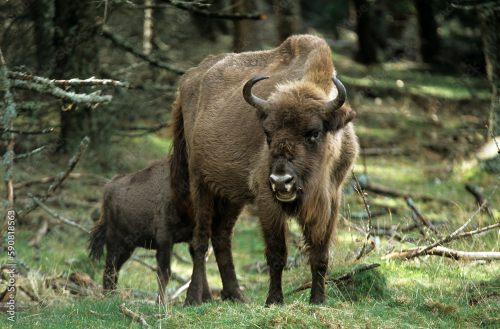 Bison d'Europe, bison bonassus, Parc naturel régional de l’Aubrac, Réserve, Sainte Eulalie, 48, Lozere, France