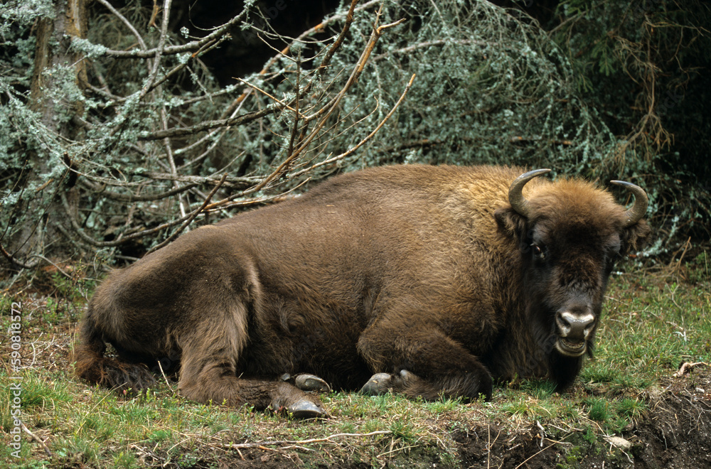 Fototapeta premium Bison d'Europe, bison bonassus, Parc naturel régional de l’Aubrac, Réserve, Sainte Eulalie, 48, Lozere, France