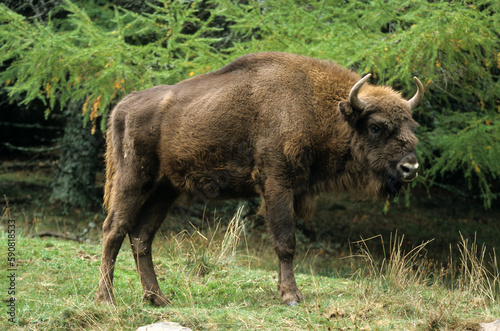 Bison d'Europe, bison bonassus, Parc naturel régional de l’Aubrac, Réserve, Sainte Eulalie, 48, Lozere, France © JAG IMAGES