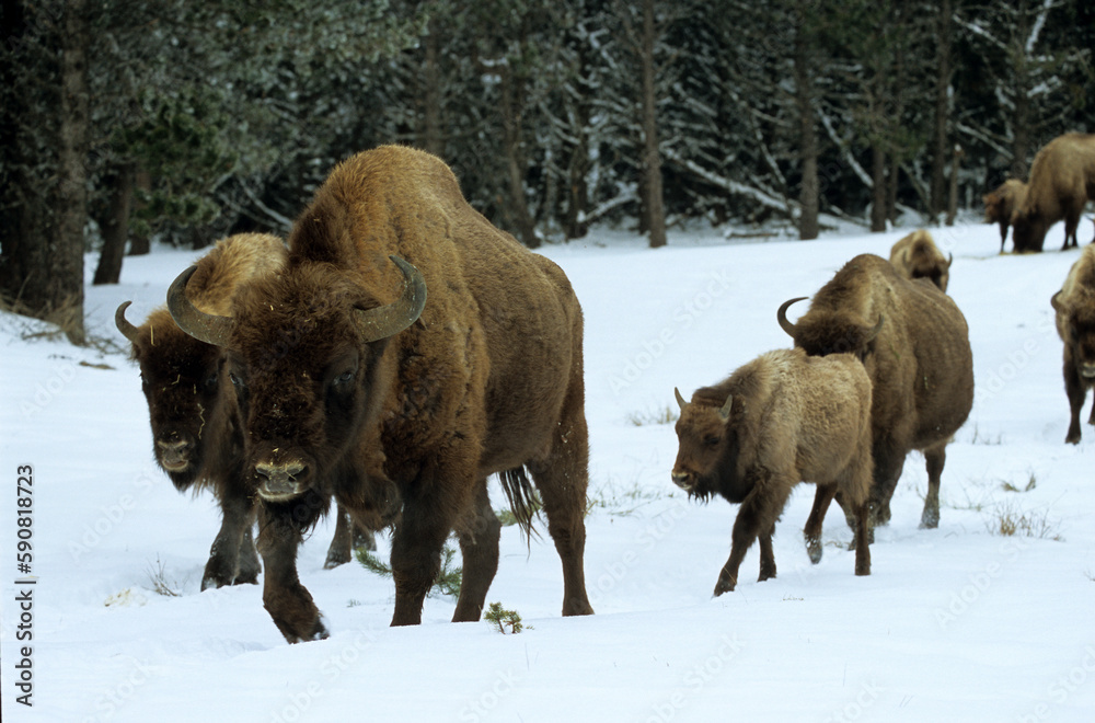 Bison d'Europe, bison bonassus, Parc naturel régional de l’Aubrac, Réserve, Sainte Eulalie, 48, Lozere, France Bison d'Europe, bison bonassus, Parc naturel régional de l’Aubrac, Réserve, Sainte Eulalie, 48, Lozere, France