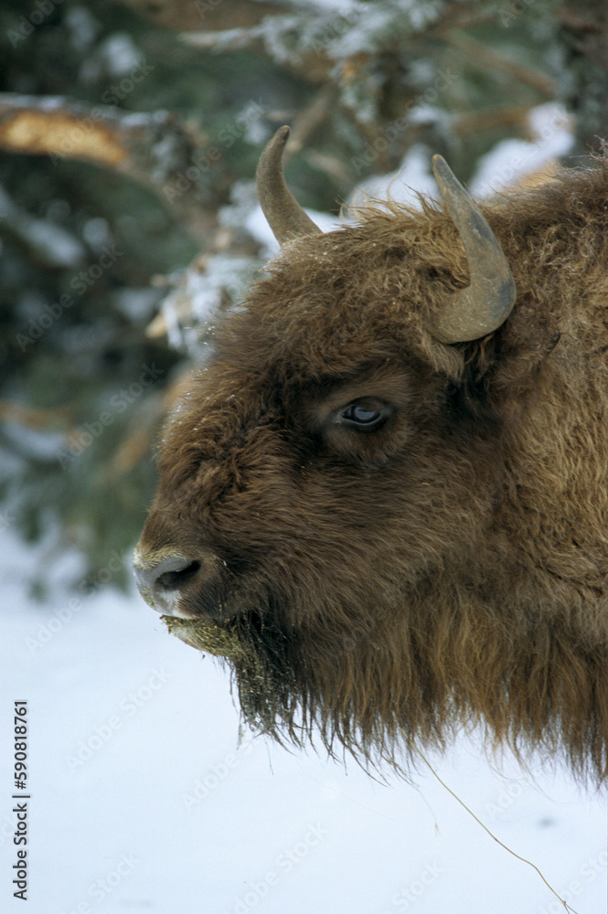 Bison d'Europe, bison bonassus, Parc naturel régional de l’Aubrac, Réserve, Sainte Eulalie, 48, Lozere, France Bison d'Europe, bison bonassus, Parc naturel régional de l’Aubrac, Réserve, Sainte Eulalie, 48, Lozere, France