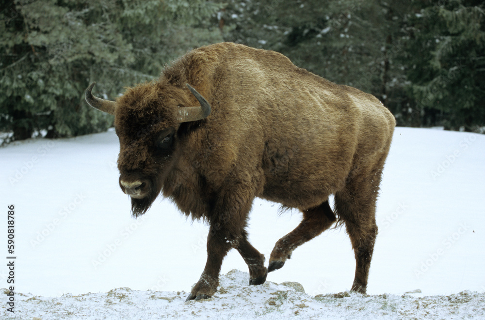 Bison d'Europe, bison bonassus, Parc naturel régional de l’Aubrac, Réserve, Sainte Eulalie, 48, Lozere, France Bison d'Europe, bison bonassus, Parc naturel régional de l’Aubrac, Réserve, Sainte Eulalie, 48, Lozere, France
