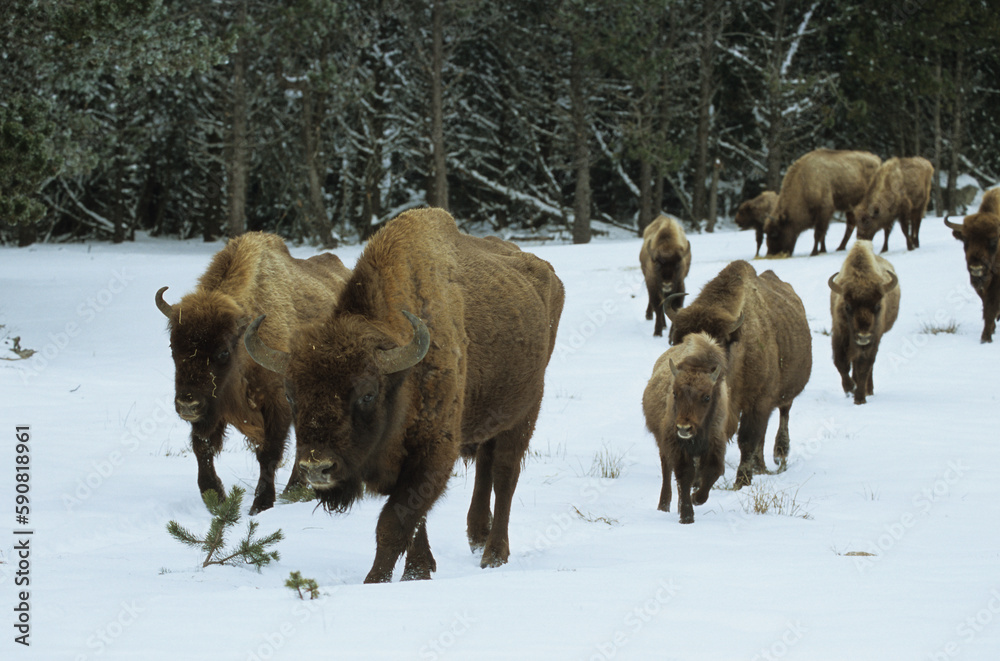 Bison d'Europe, bison bonassus, Parc naturel régional de l’Aubrac
