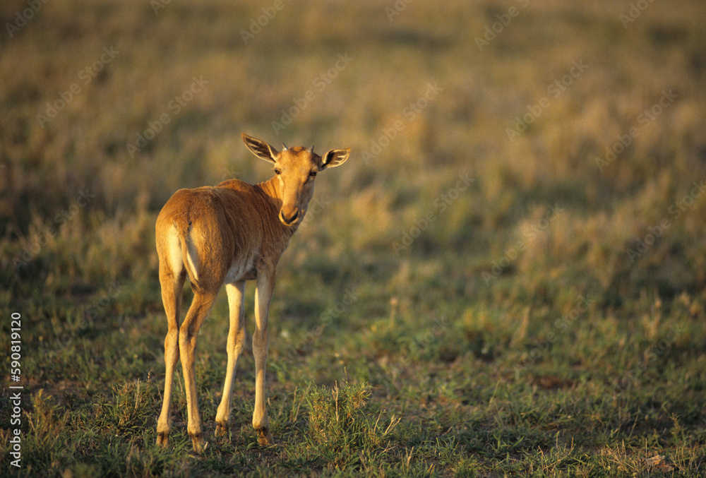 Bubale de Swayne, jeune , alcelaphus busefalus swaynei, Tanzanie Bubale de Swayne, jeune , alcelaphus busefalus swaynei, Tanzanie