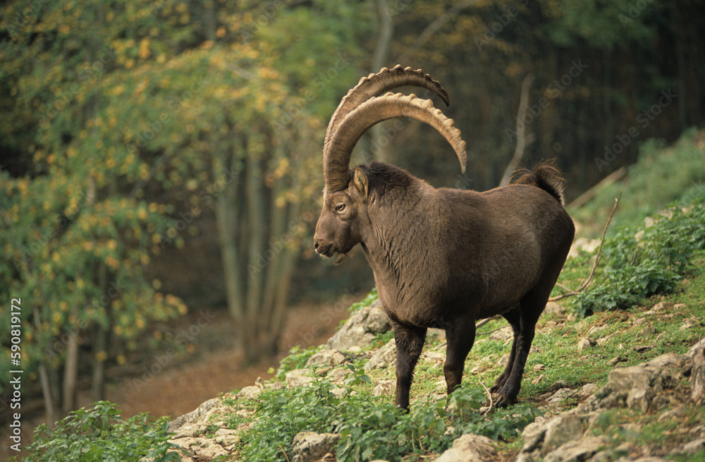 Obraz premium Bouquetin d'Europe, capra hircus ibex