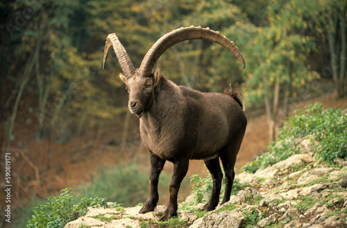 Bouquetin d'Europe, capra hircus ibex