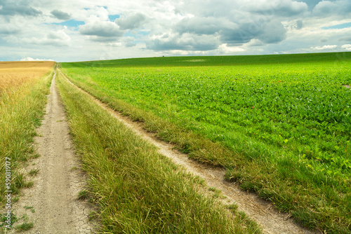 A long dirt road next to a green field with plants, Staw, Poland