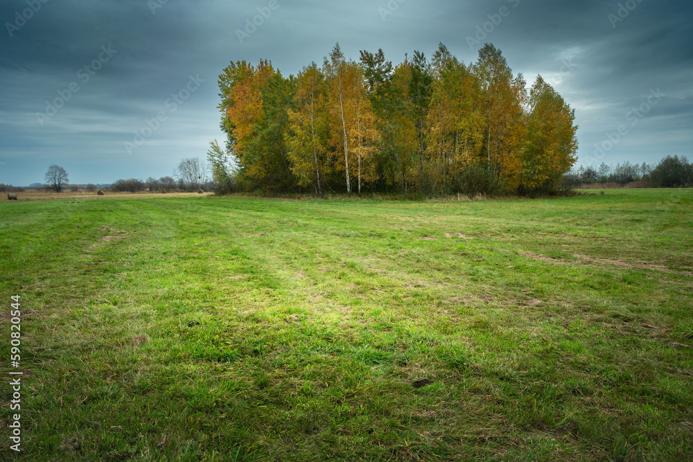 A group of trees growing in a meadow and a cloudy sky, Nowiny, Poland