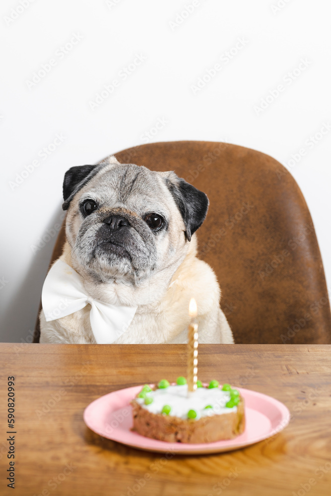 Beautiful pug breed dog celebrating his birthday with a cake. Dog birthday cake.