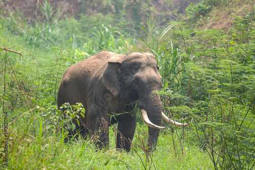Elephant Conservation Center Lampang