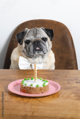 Beautiful pug breed dog celebrating his birthday with a cake. Dog birthday cake. © SylviePM