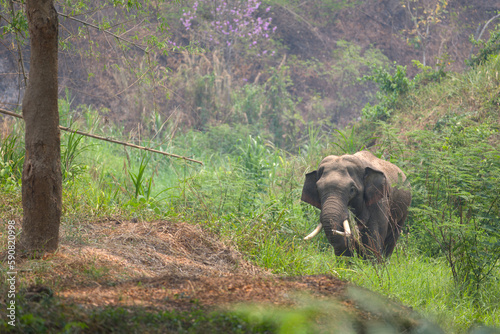 Elephant Conservation Center Lampang