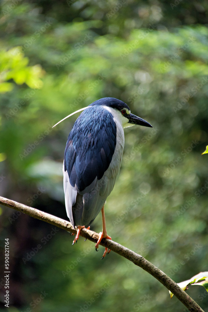 Striated heron Striated heron