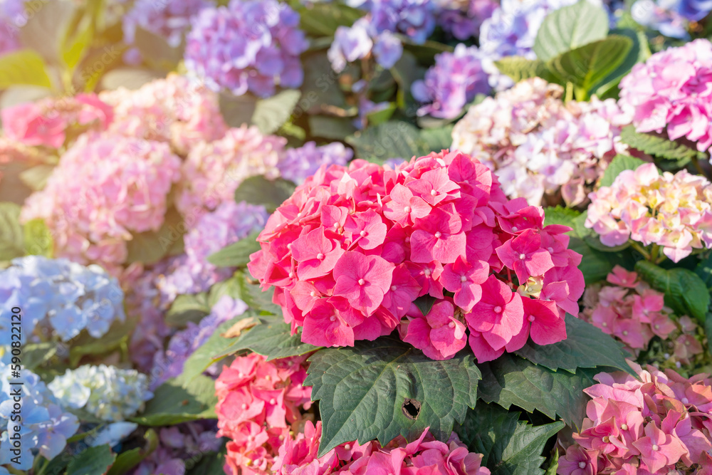 The Hydrangea flower in the garden background. Multicolor Hydrangea flowers at ornamental garden The Hydrangea flower in the garden background. Multicolor Hydrangea flowers at ornamental garden