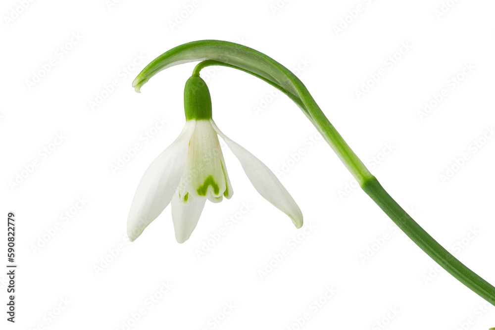 spring primrose, snowdrop flower with stem, isolated on a white background spring primrose, snowdrop flower with stem, isolated on a white background