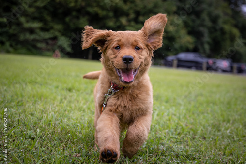 Golden Retriever Puppy