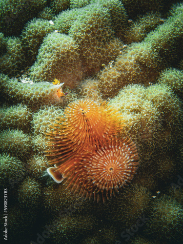 Pair of Christmas Tree Worms on coralhead in the Exuma Cays, Bahamas © Erin Westgate