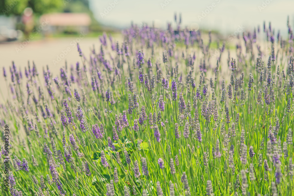 Obraz premium Lavender floral background