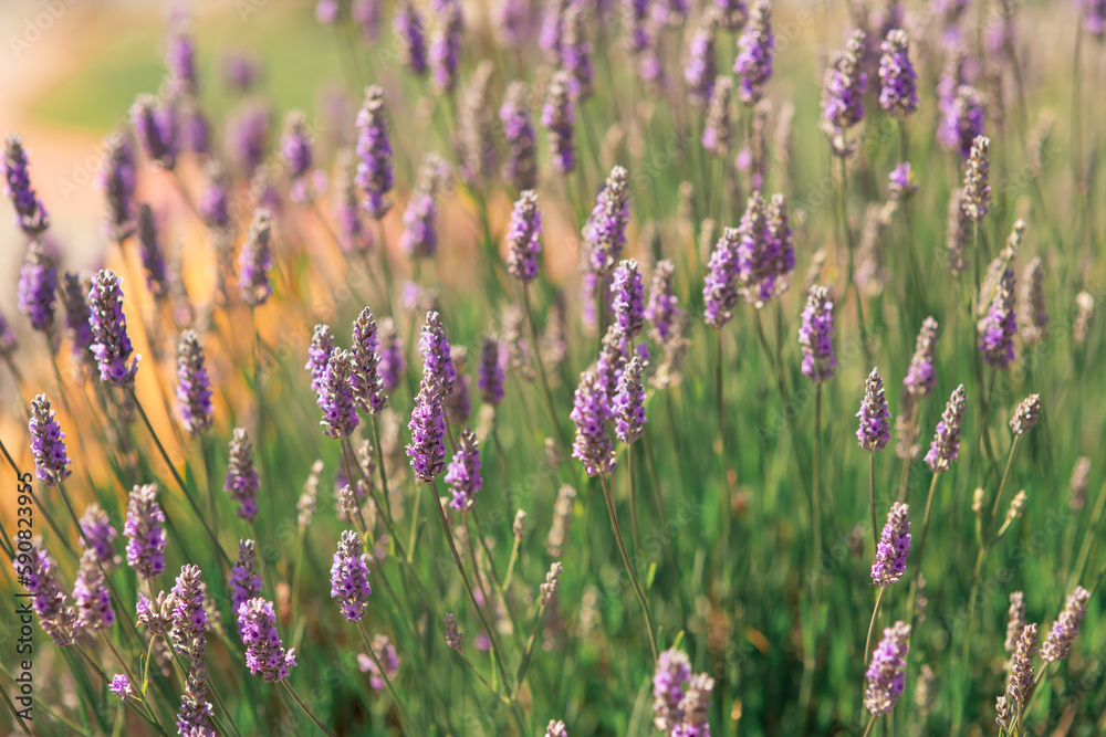 Obraz premium Lavender floral background