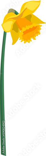 Single yellow side view daffodil flower on a stem isolated on white background