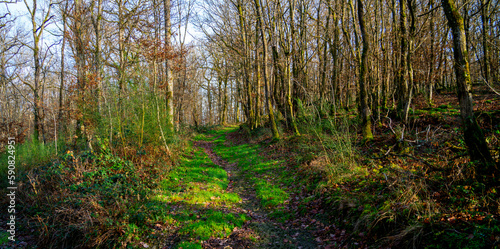 Trail in the forest in the Ardennes  Belgium 