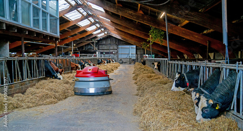 Stable with feed robot in the Netherlands
