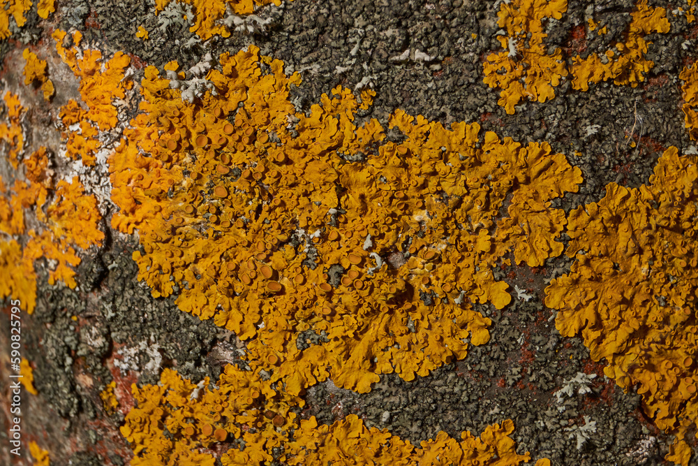 Wall Xanthoria (lat. Xanthoria parietina) is a lichen of the Telochistaceae family, a species of the Xanthoria genus on the bark of a tree. Wall Xanthoria (lat. Xanthoria parietina) is a lichen of the Telochistaceae family, a species of the Xanthoria genus on the bark of a tree.