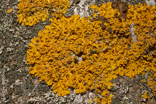 Wall Xanthoria (lat. Xanthoria parietina) is a lichen of the Telochistaceae family, a species of the Xanthoria genus on the bark of a tree.