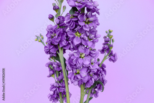 lilac matiolla close-up on a colored background