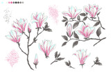 Magnolia Spring flowers. Vector color sketch of flowers by line on a white background. Decor