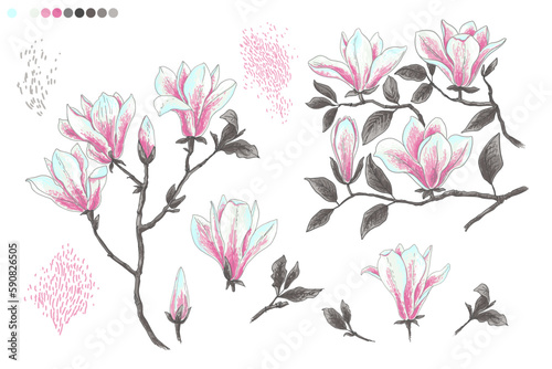 Fototapeta Naklejka Na Ścianę i Meble -  Magnolia Spring flowers. Vector color sketch of flowers by line on a white background. Decor
