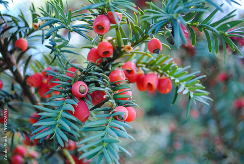 Foto Ripe red berries on a branch of a common yew