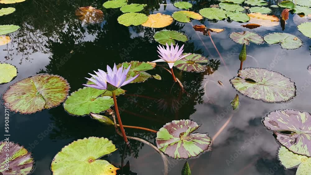 water lilies in the pond,water, flower, lotus, pond, nature, lily, plant, water lily, pink, leaf, lake, bloom, waterlily, summer, garden, flowers, blossom, flora, beauty, leaves, aquatic, blooming, re water lilies in the pond,water, flower, lotus, pond, nature, lily, plant, water lily, pink, leaf, lake, bloom, waterlily, summer, garden, flowers, blossom, flora, beauty, leaves, aquatic, blooming, re