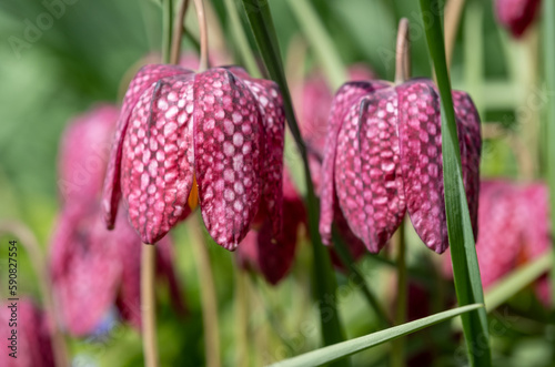 Rare Snake's Head Fritillary meleagris flowers, growing wild in the grass in early April outside Eastcote House walled garden, Hillingdon, UK. 