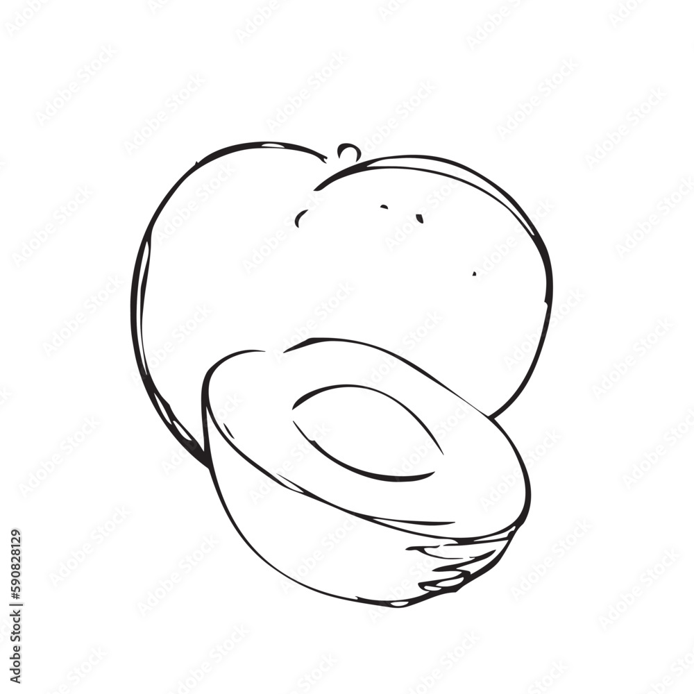 hand drawn illustration of an peach hand drawn illustration of an peach