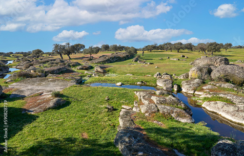 Landscape with stone oak trees and cork oaks in the Extremadura department of Spain photo