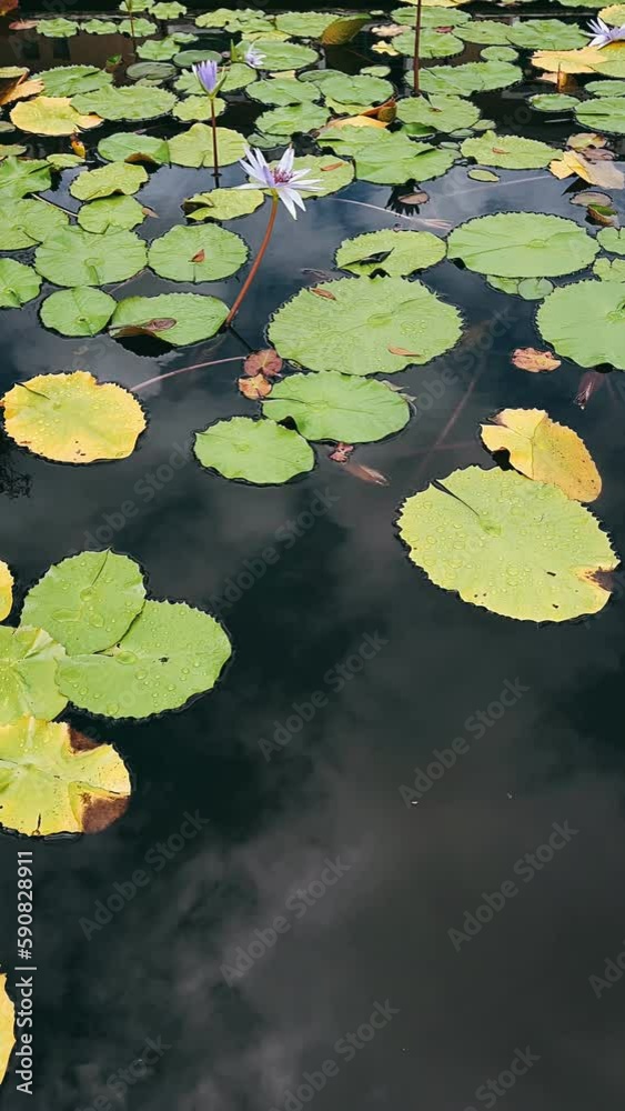 water lily in the pond, water, pond, flower, nature, lotus, plant, lily, lake, leaf, water lily, leaves, garden, flowers, lilly, pink, waterlily, lilies, summer, bloom, blossom, aquatic, flora, pad, b water lily in the pond, water, pond, flower, nature, lotus, plant, lily, lake, leaf, water lily, leaves, garden, flowers, lilly, pink, waterlily, lilies, summer, bloom, blossom, aquatic, flora, pad, b